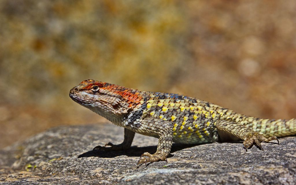 tucson-wildlife